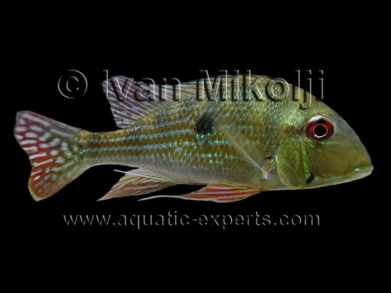 Geophagus dicrozoster